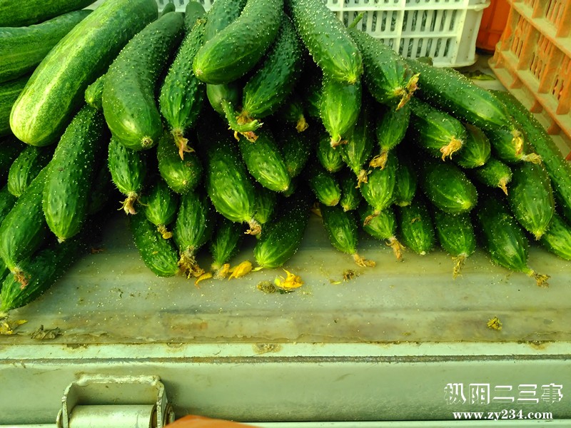 IMG_20160530_070245_副本.jpg