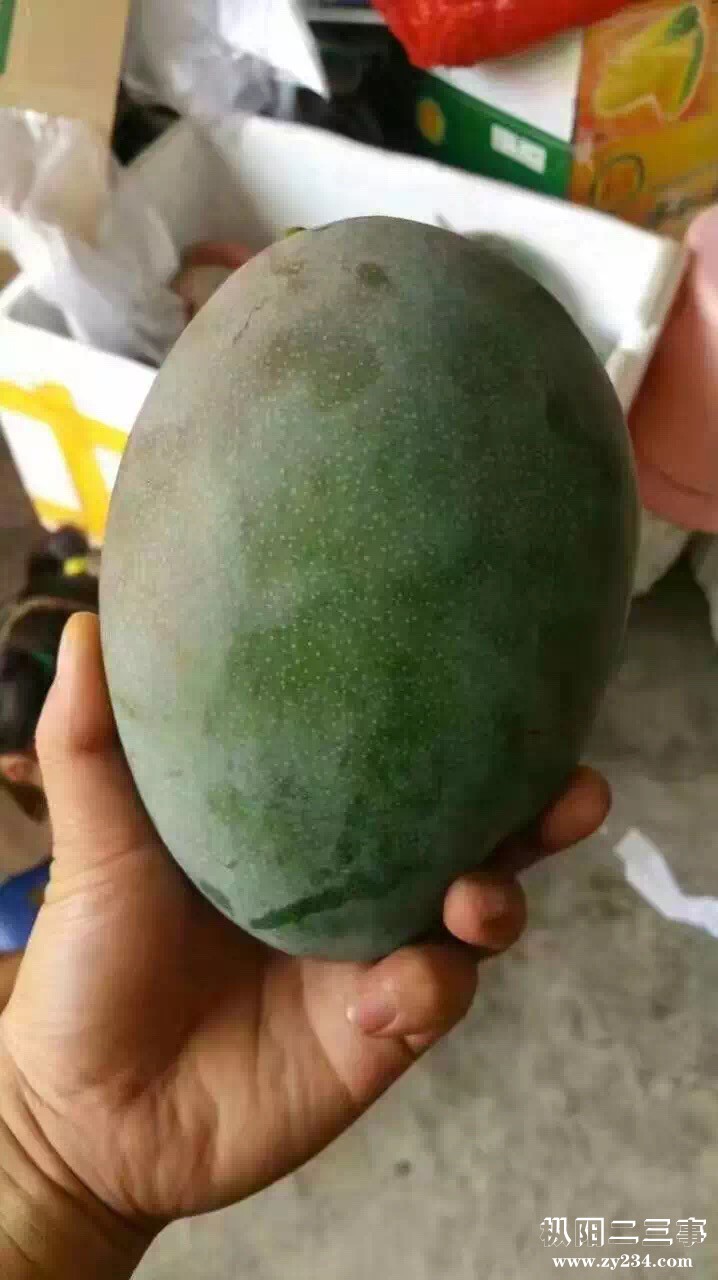海南青皮凯特芒果