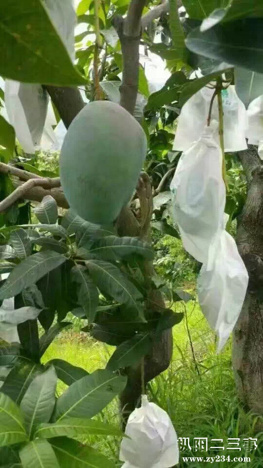 海南青皮凯特芒果