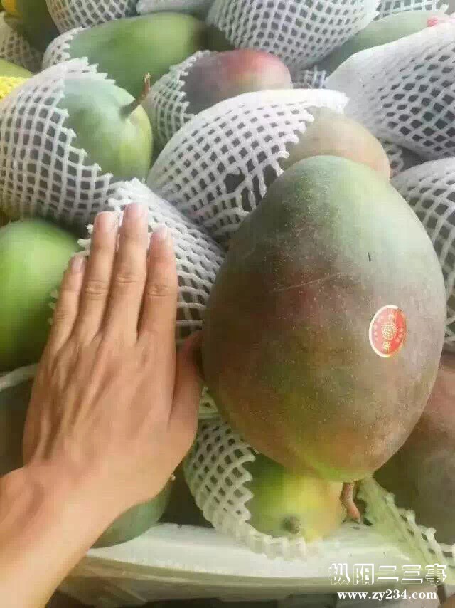 海南青皮凯特芒果
