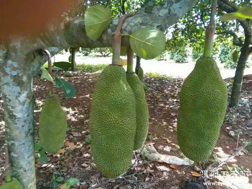 海南菠萝蜜