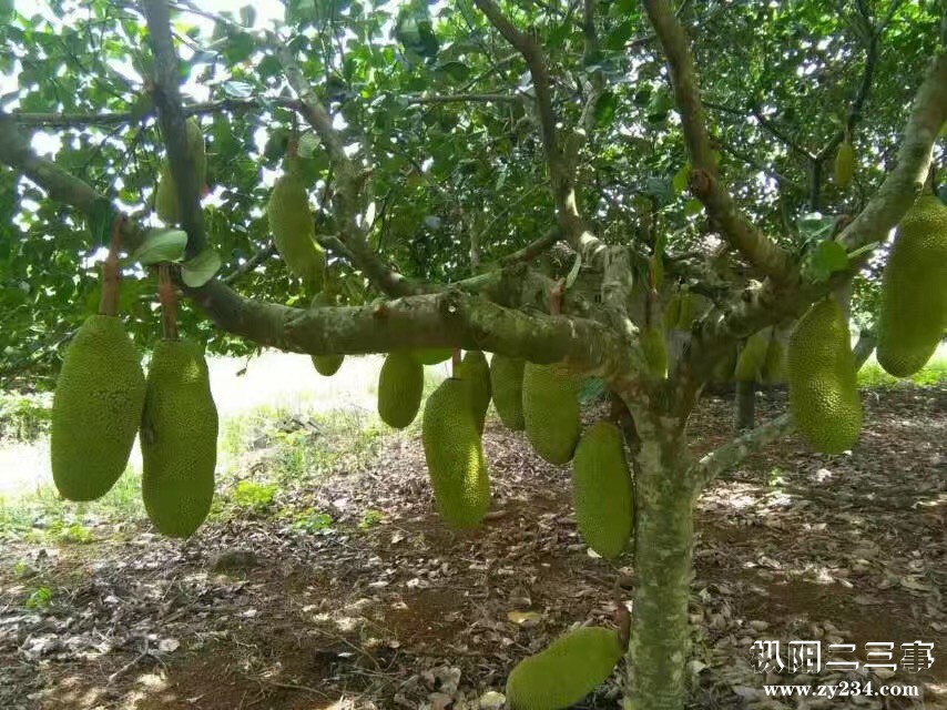 海南菠萝蜜