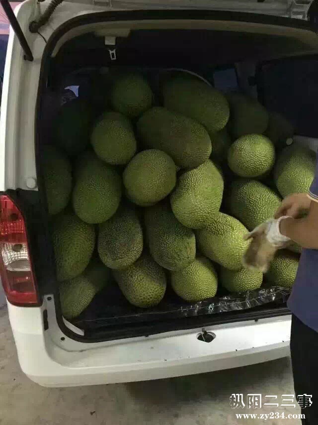 海南菠萝蜜
