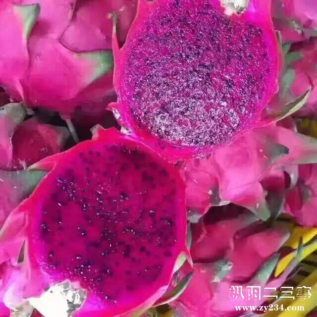 海南金都一号火龙果