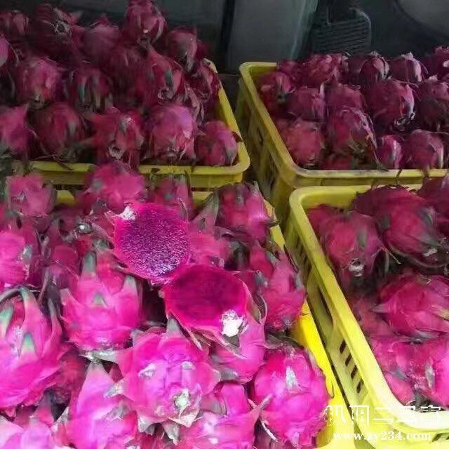 海南金都一号火龙果