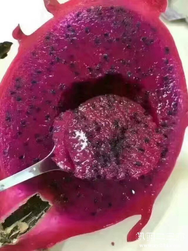 海南金都一号火龙果