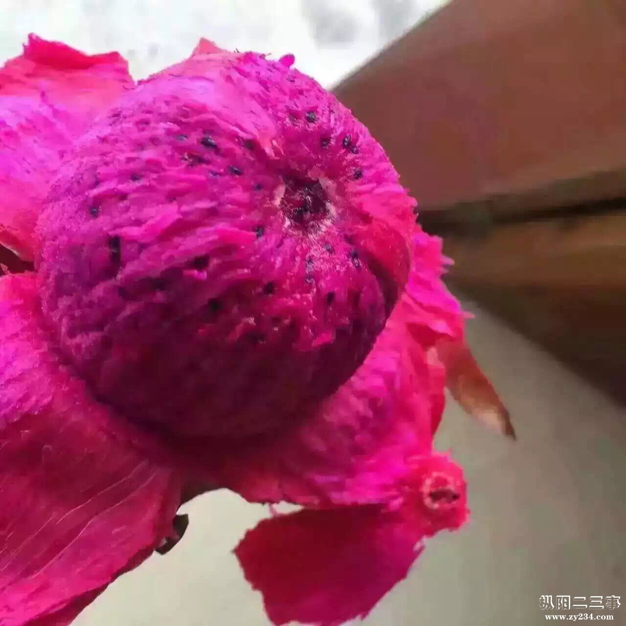 海南金都一号火龙果