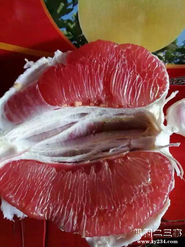 海南红心柚