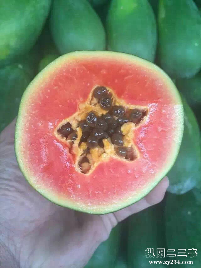 海南木瓜