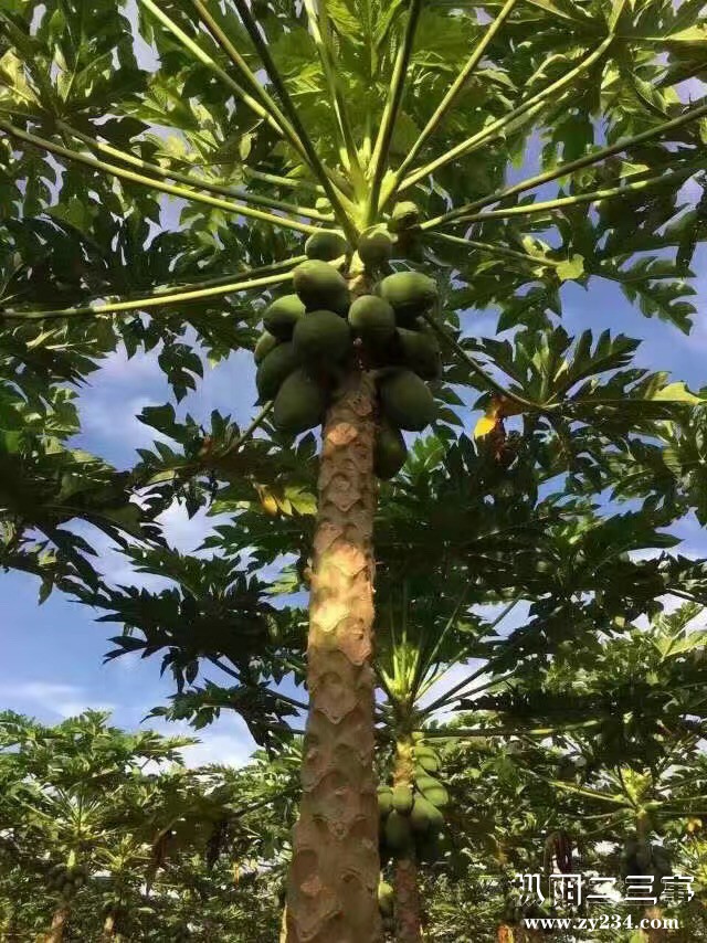 海南木瓜