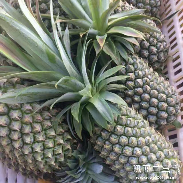 海南金钻17号凤梨