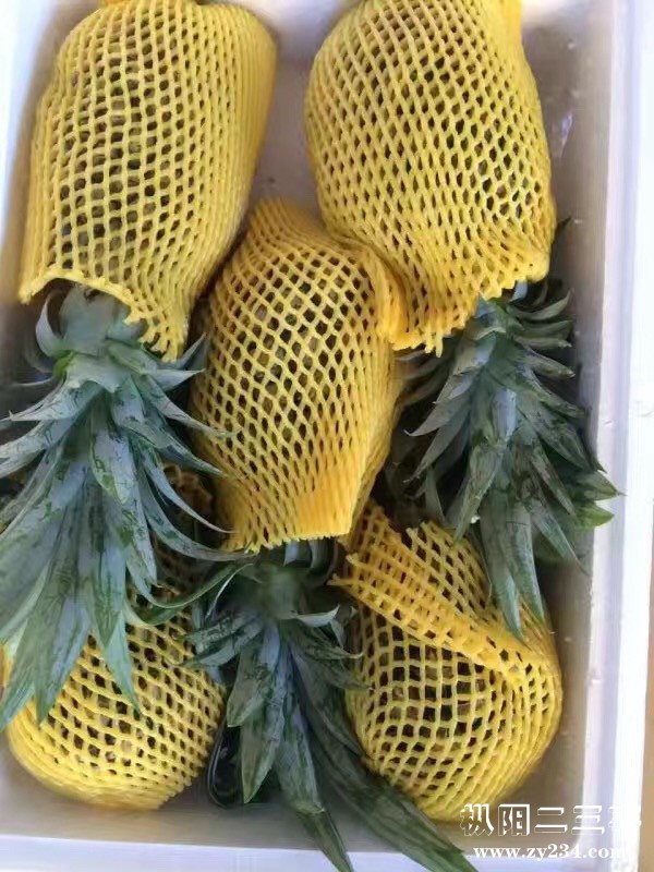 海南金钻17号凤梨