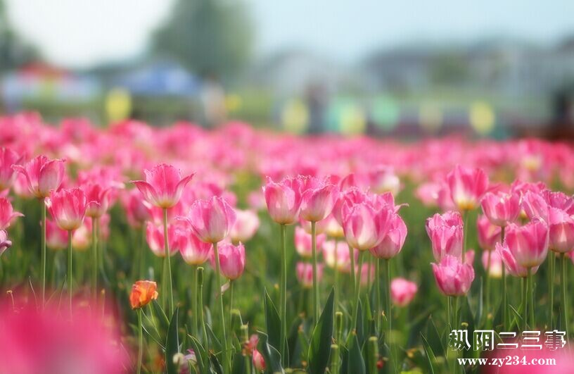 花11.jpg