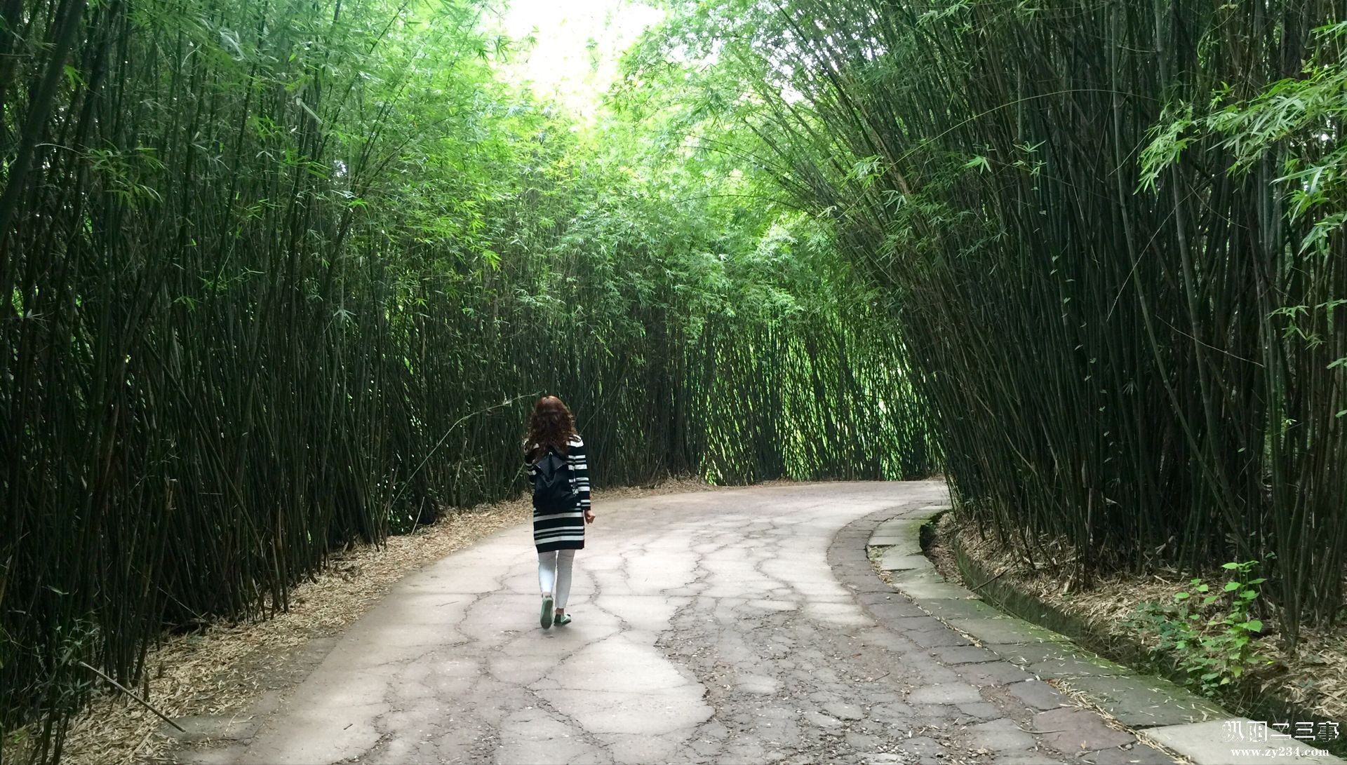 毛竹路.jpg