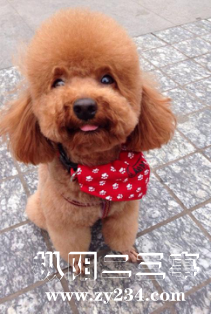小泰迪贴1.png