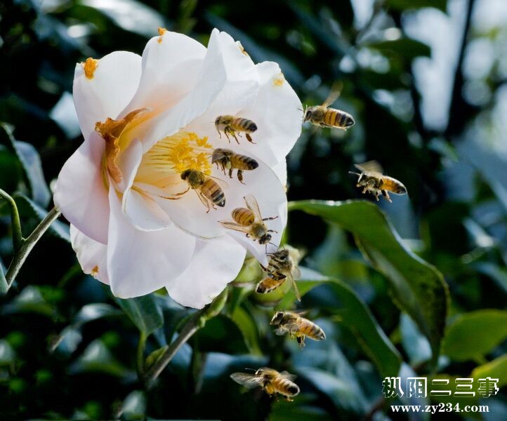 蜂儿忙.jpg