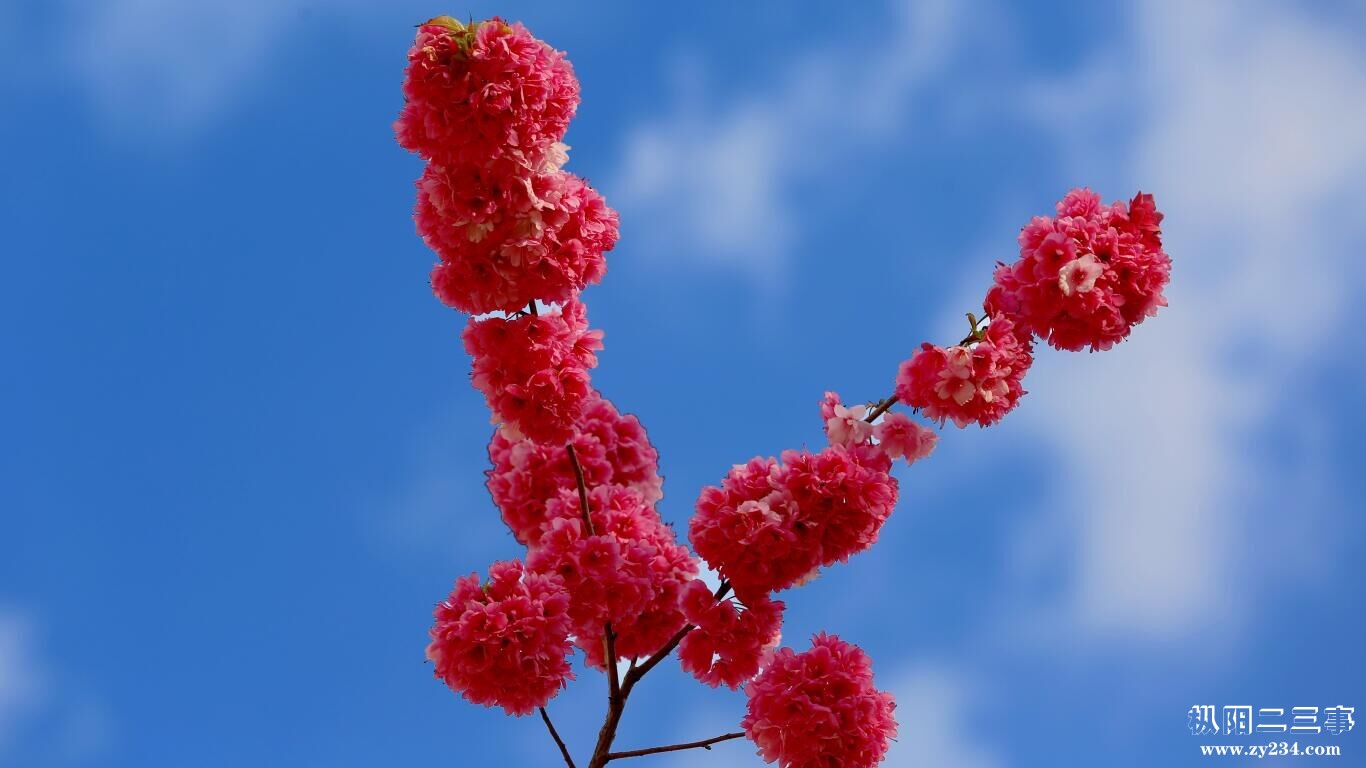 红花1.jpg