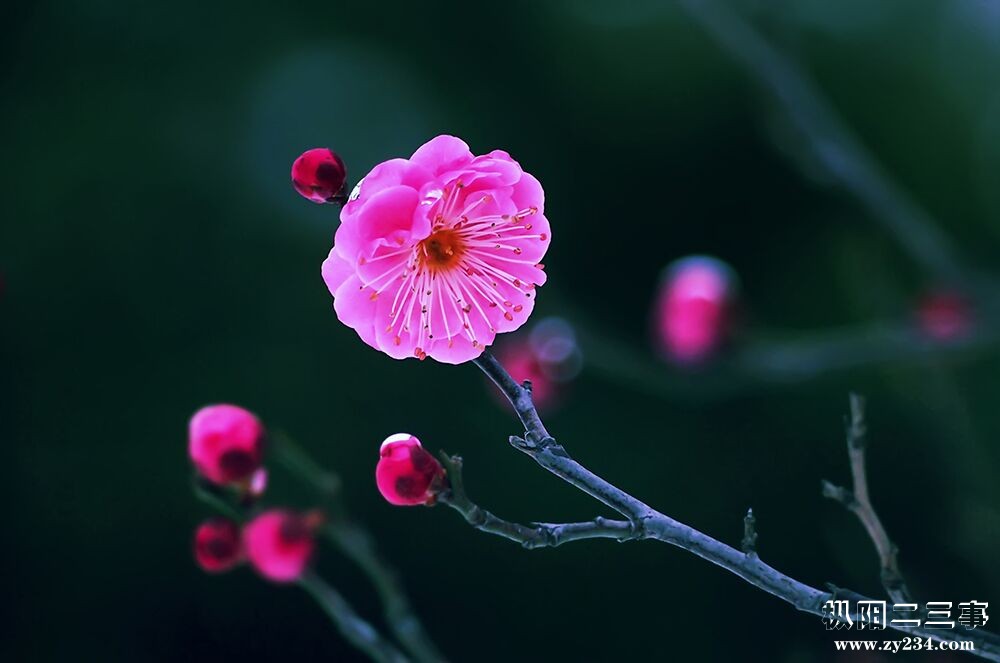 花4.jpg