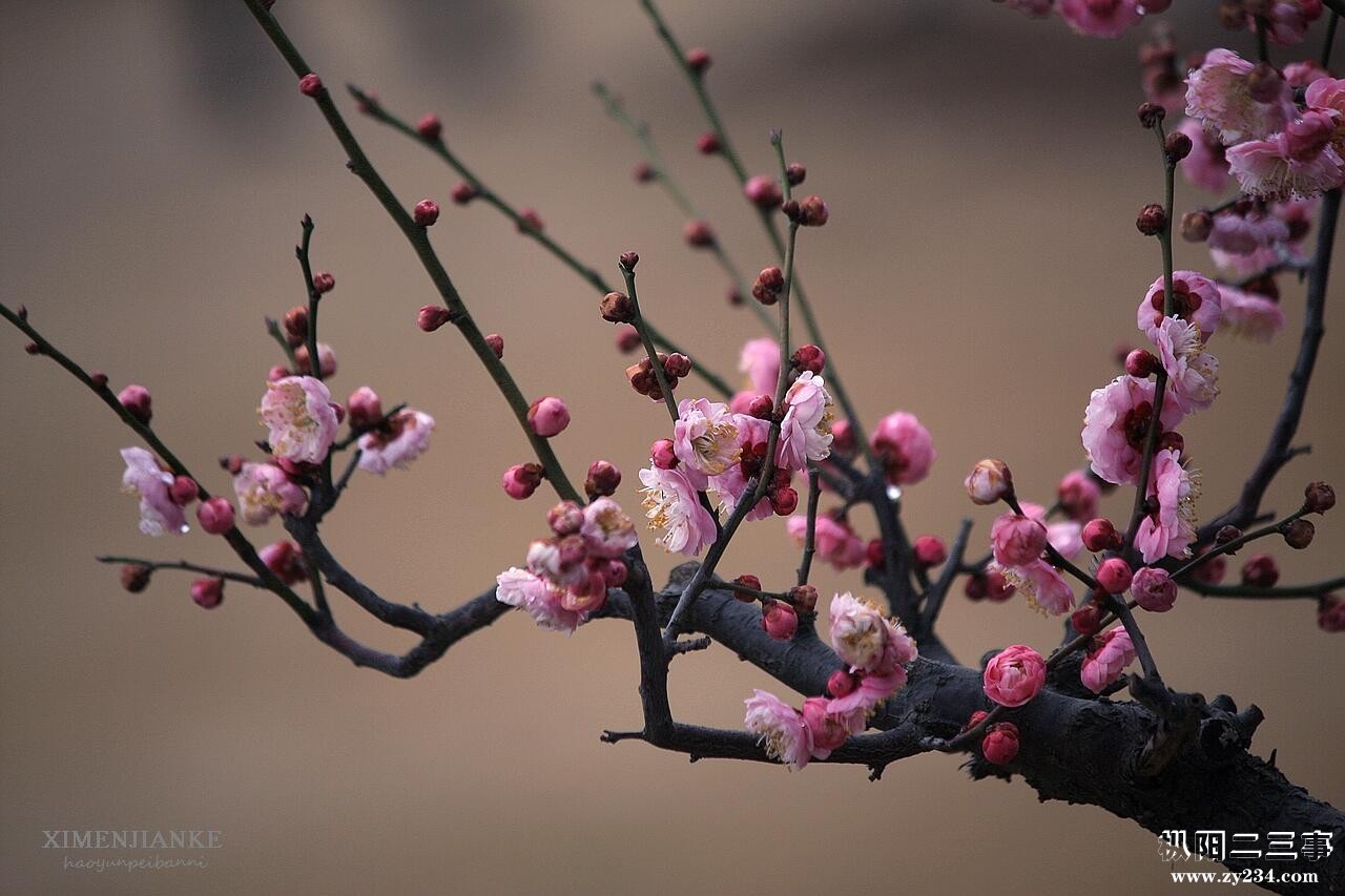 梅花1.jpg