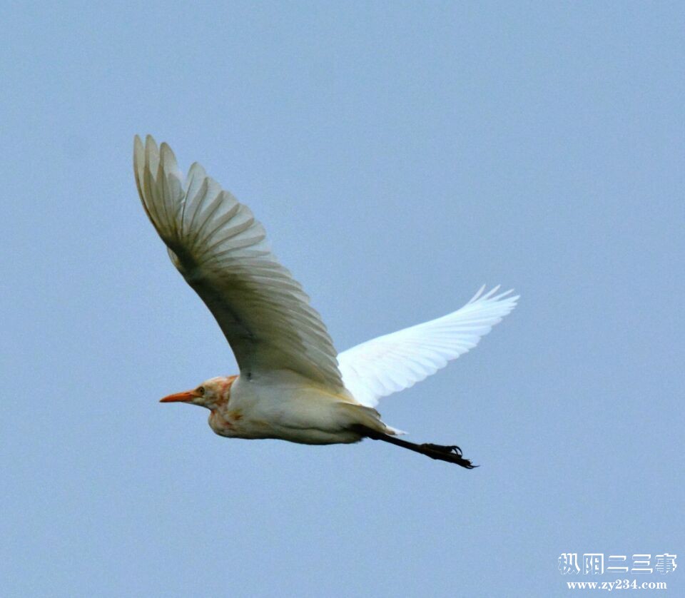 飞鸟1.jpg