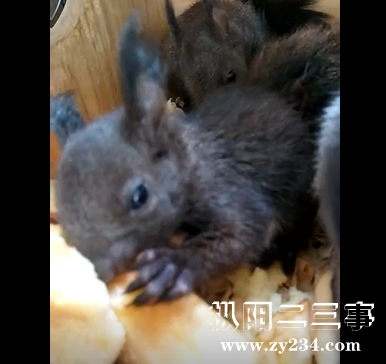 松鼠吃货2.png