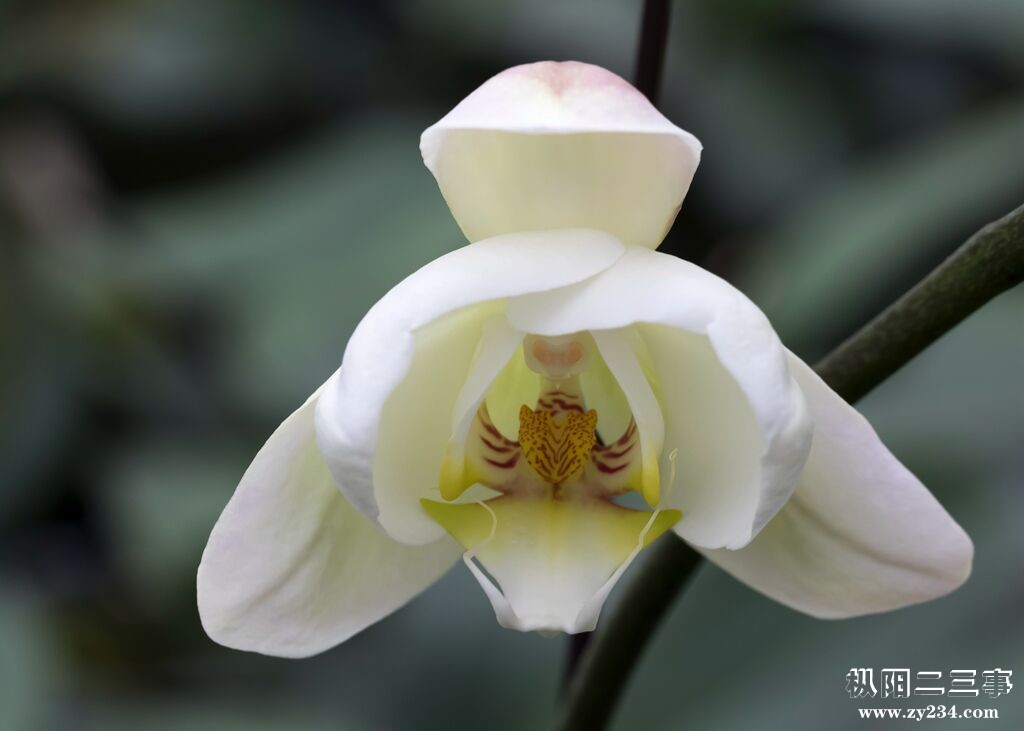 花蕊1.jpg