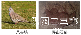 凤头鸠.jpg