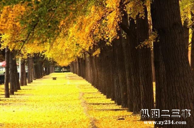 金黄树叶.jpg