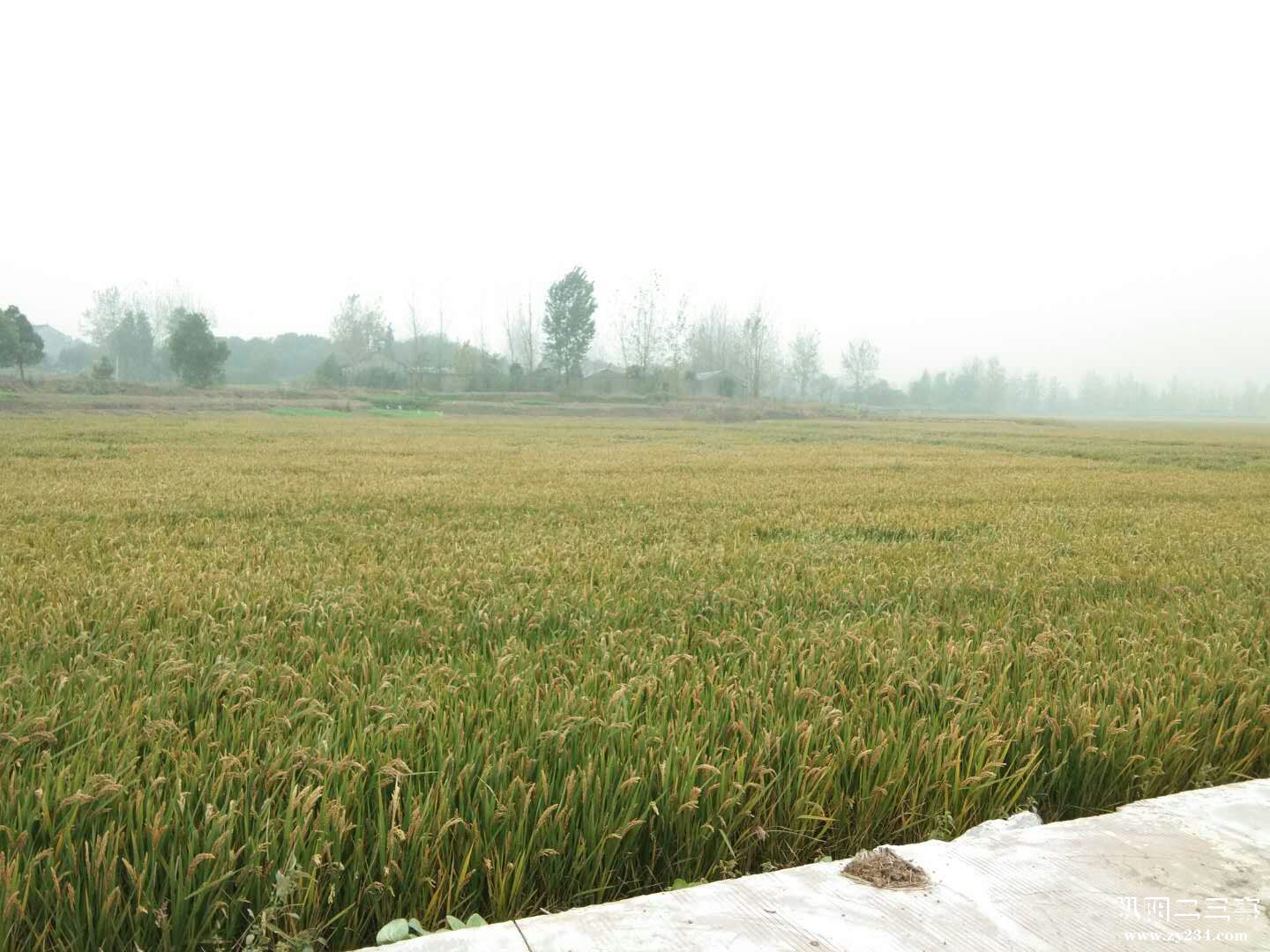 今年承包户种植的水稻