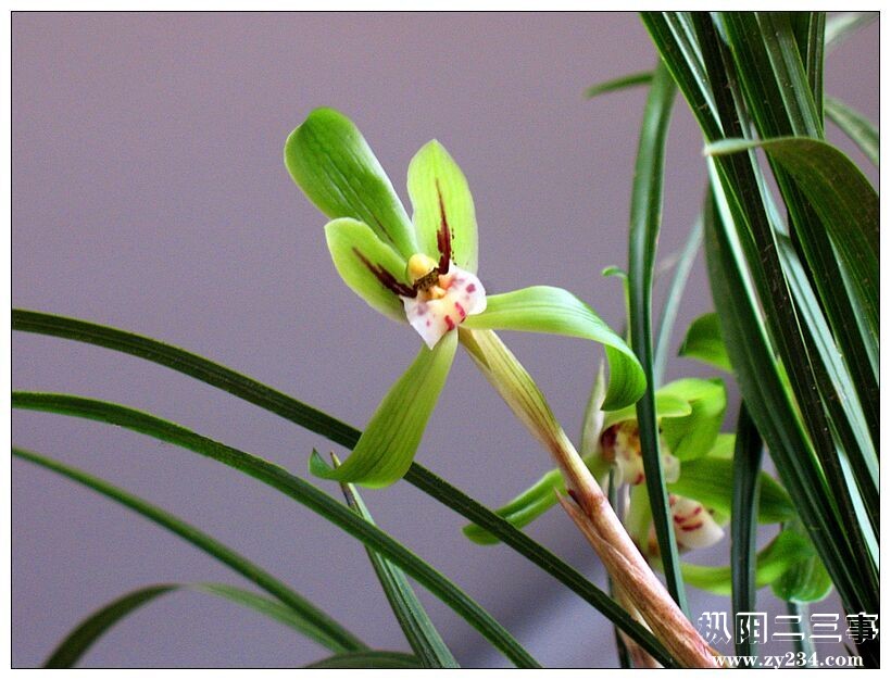 蓝草.jpg