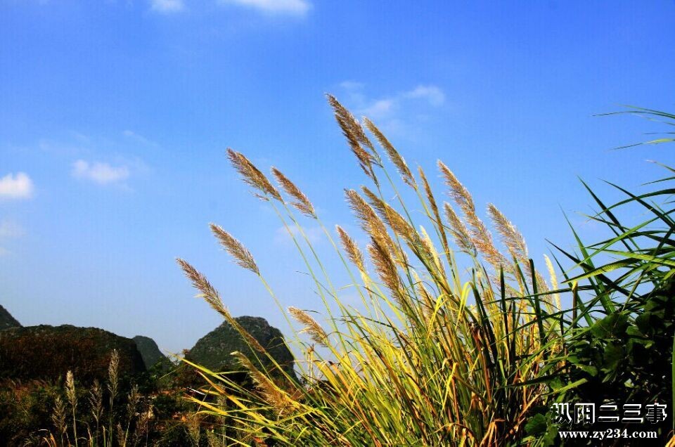 毛草花.jpg