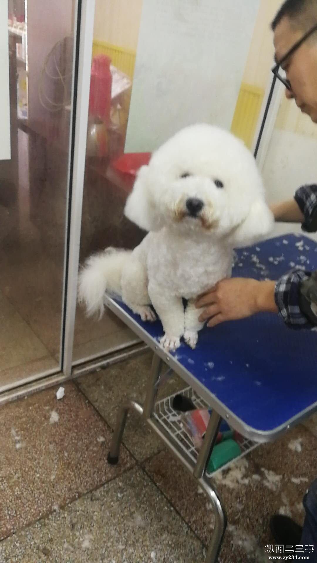 比熊2