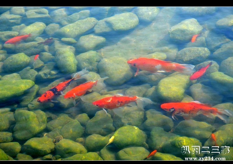 红京鱼.jpg
