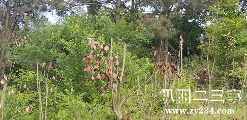 20180514_074717.jpg