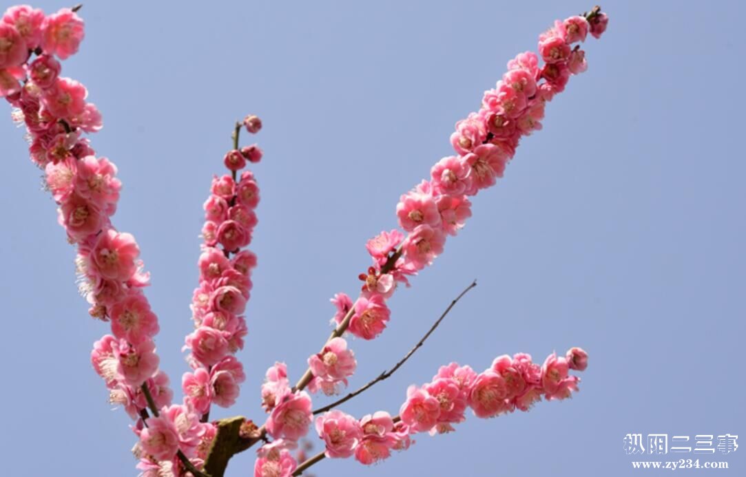 花儿开.jpg