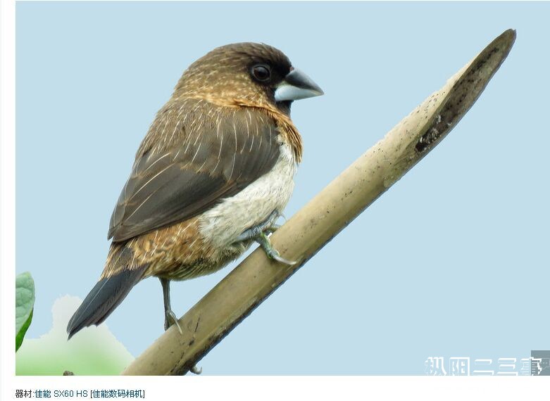 麻雀.jpg