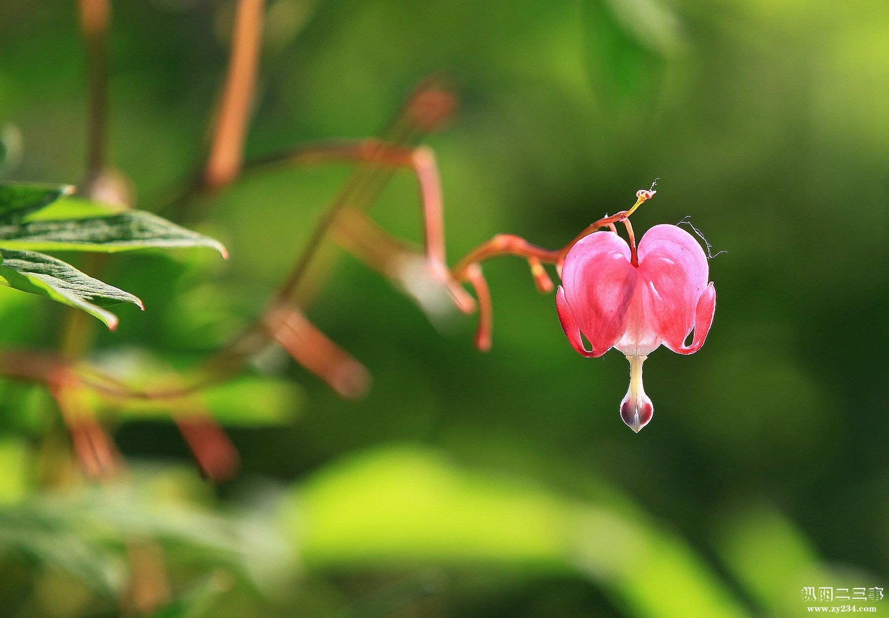 花蕊2.jpg