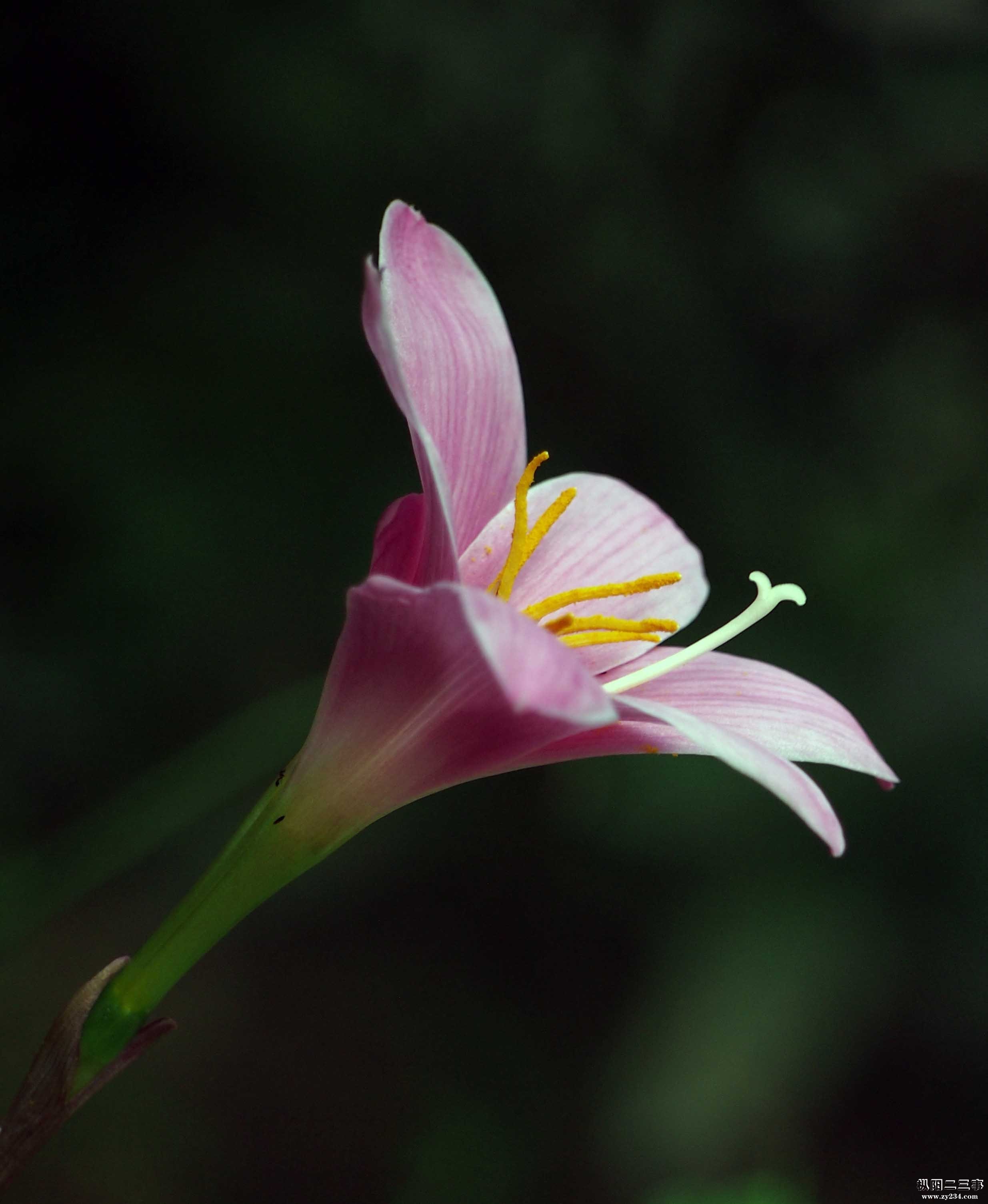 百合花1.jpg