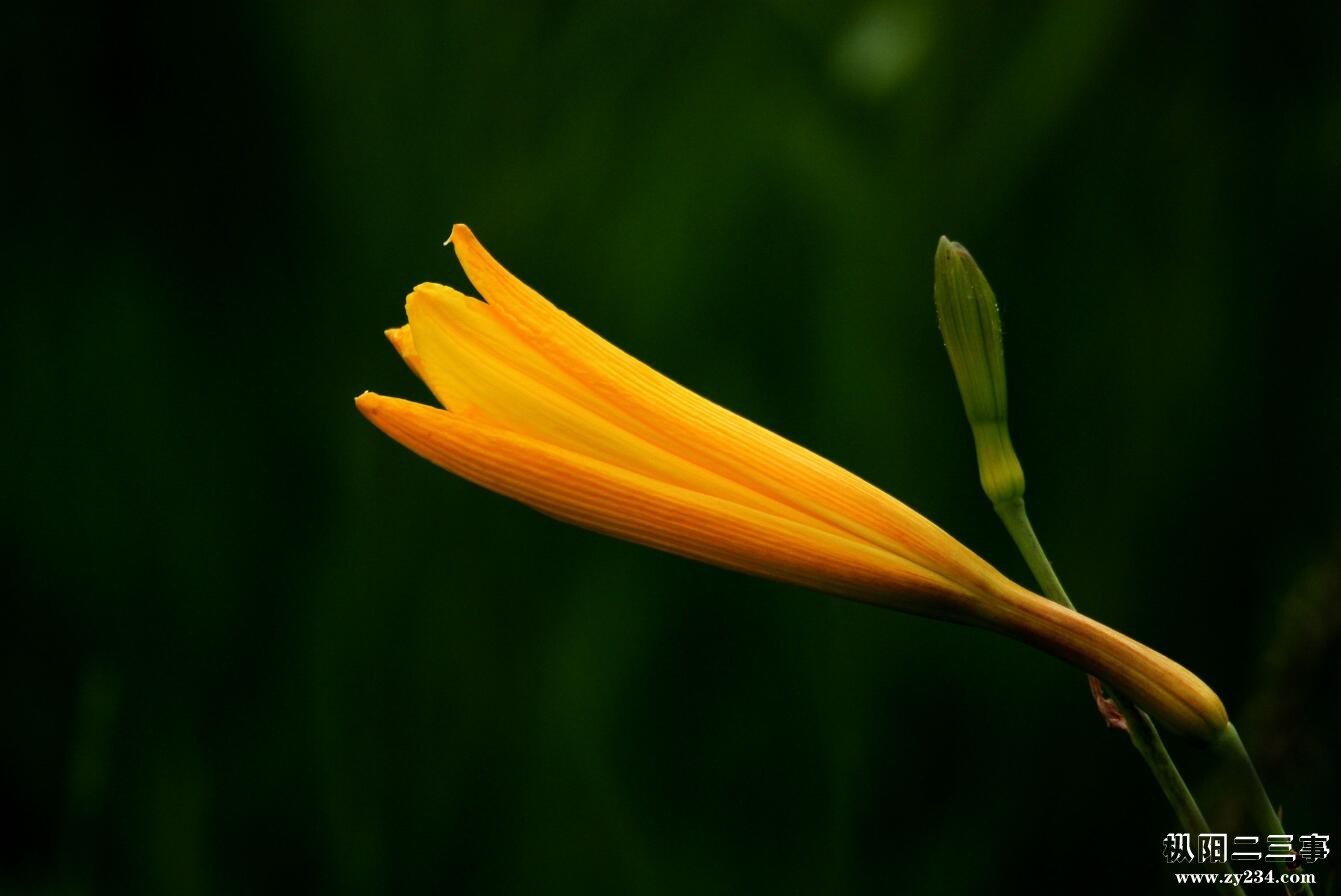 百合花2.jpg