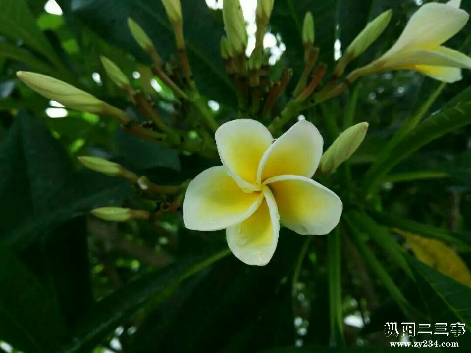 百合花3.jpg