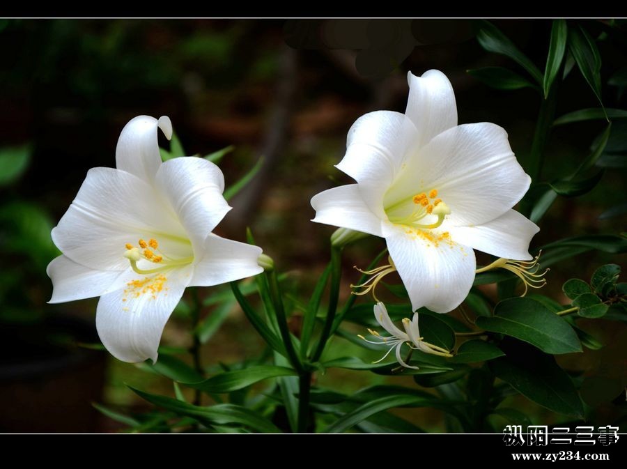 百合花.jpg