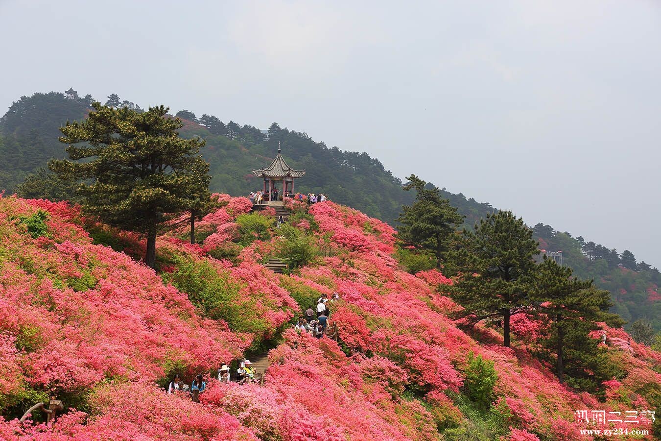 红遍山头.jpg