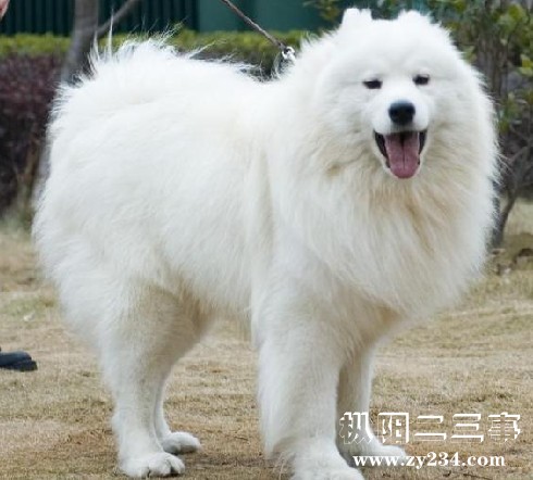 图片与本人狗狗非常相似