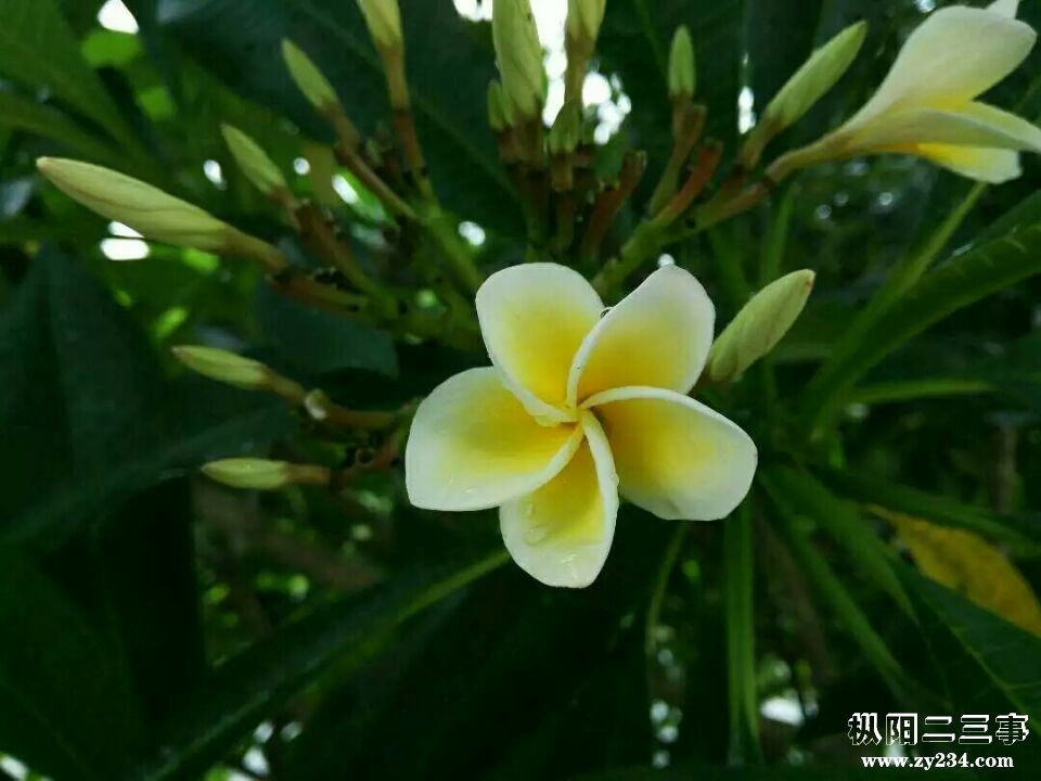 百合花3.jpg