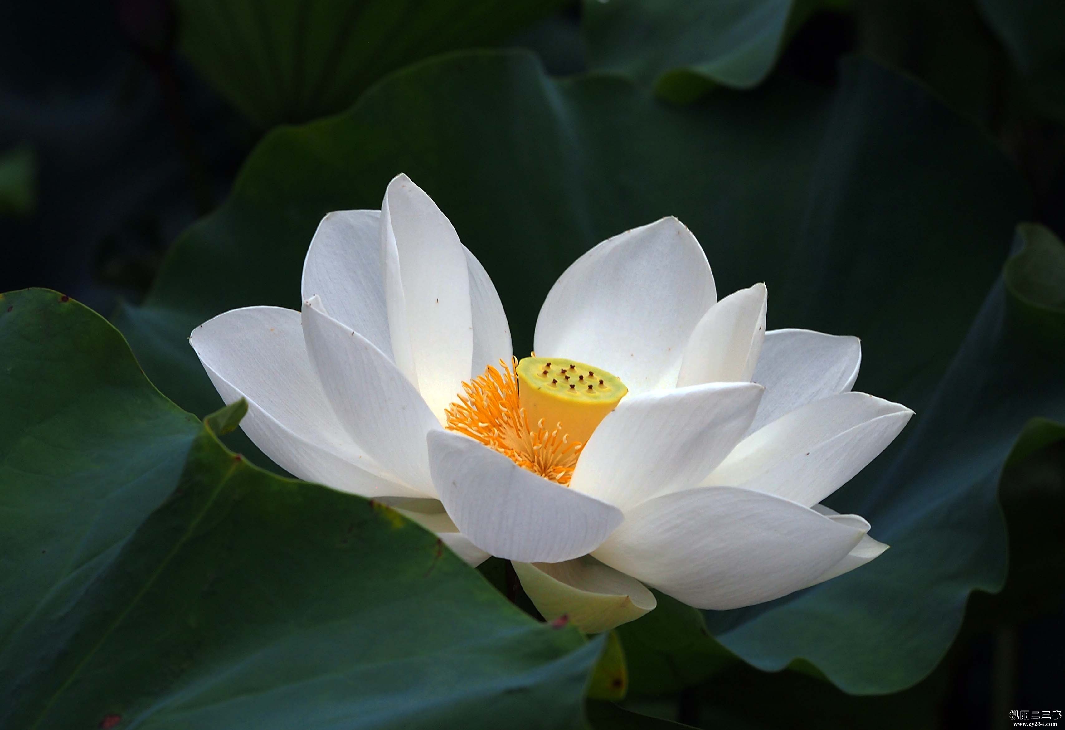 茶花开了.jpg