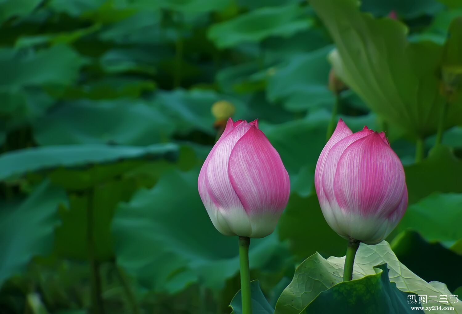 两支荷花.jpg