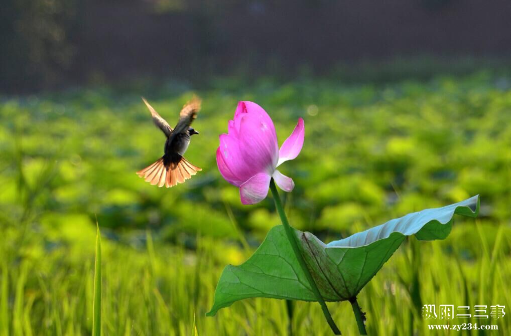蜂鸟.jpg