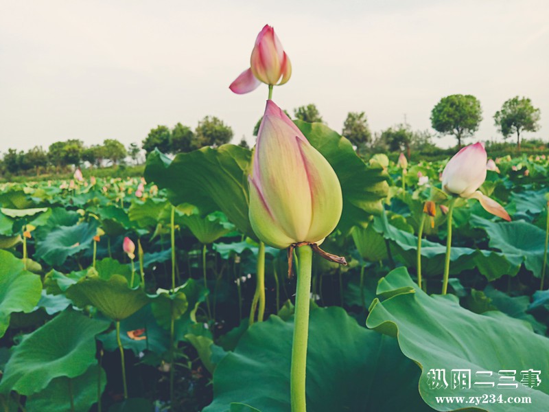 IMG_20190727_184520_副本.jpg