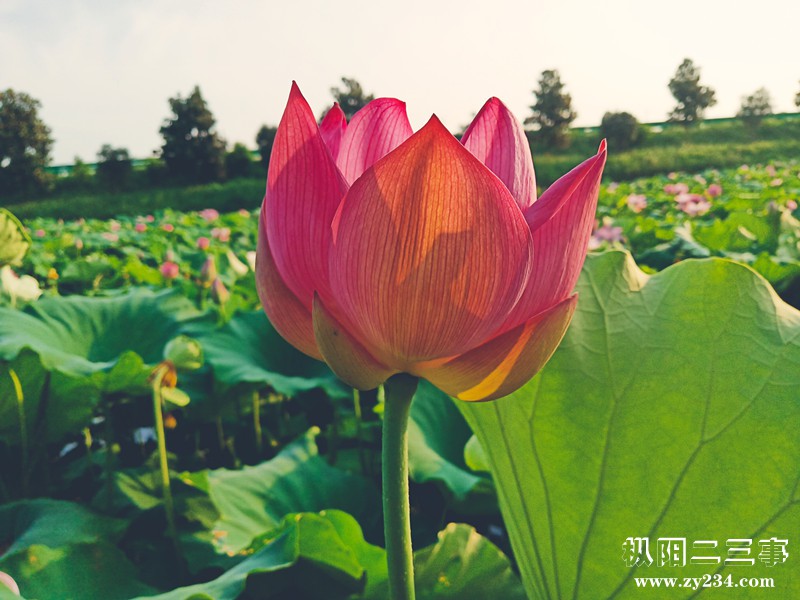 IMG_20190728_065528_副本.jpg