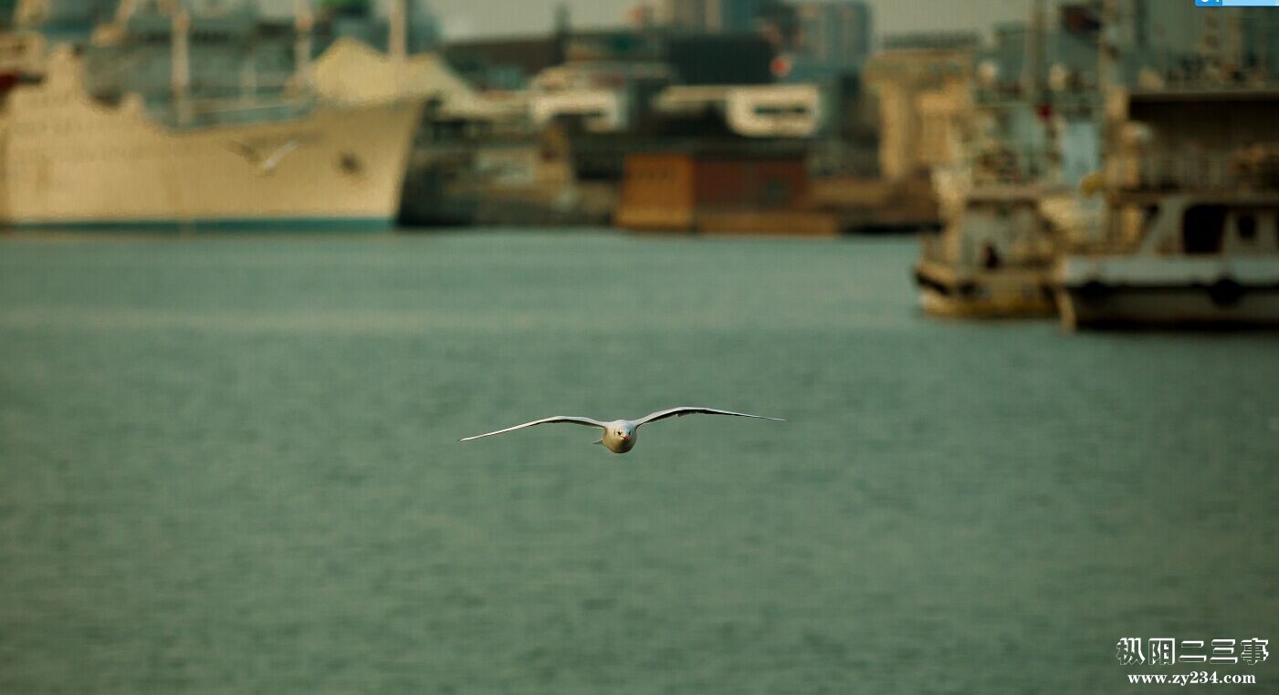 飞来.jpg